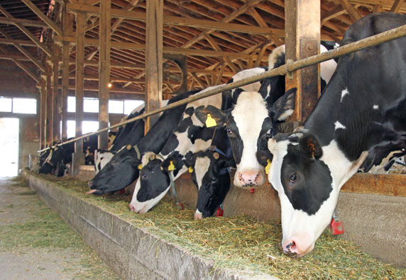 Livestock cattle barn