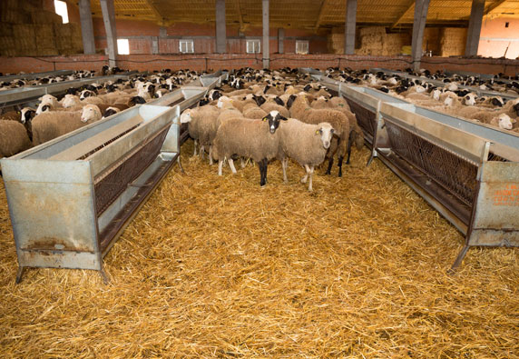 Livestock enclosure