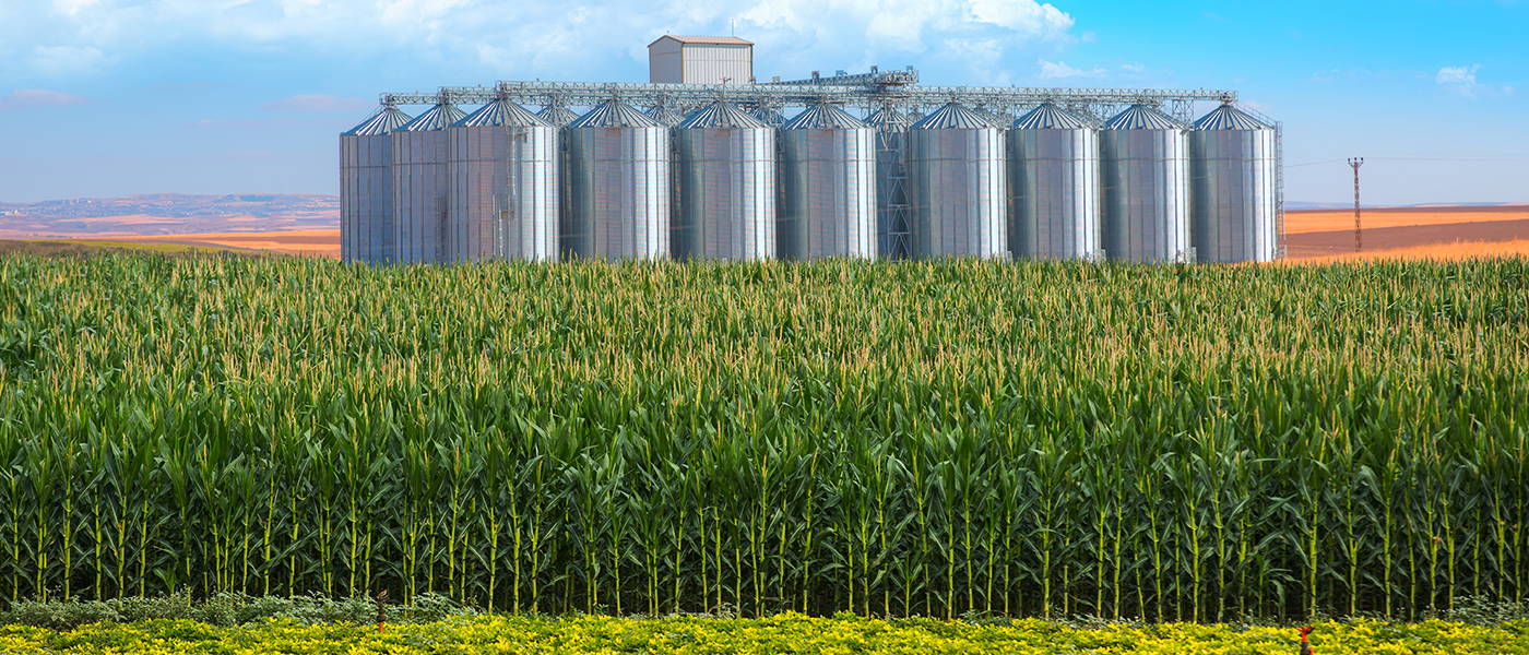 Large commercial grain storage facility with multiple metal silos surrounded by green corn field professional agricultural electrical services for grain handling systems